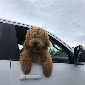 Meet your Posher, Randy